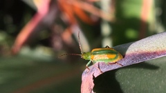 Diabrotica porracea