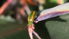 Diabrotica porracea