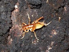 Hemiandrus