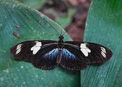 Heliconius doris