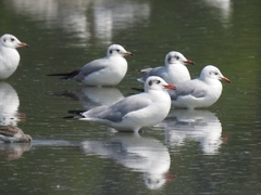 Chroicocephalus brunnicephalus