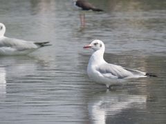 Chroicocephalus brunnicephalus