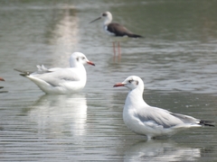 Chroicocephalus brunnicephalus
