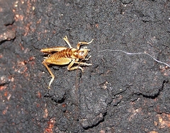 Hemiandrus