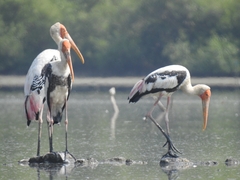 Mycteria leucocephala