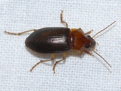 Notiobia terminata