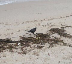 Corvus mellori