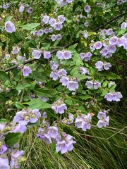Prostanthera