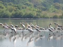 Mycteria leucocephala