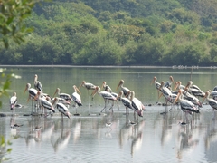 Mycteria leucocephala