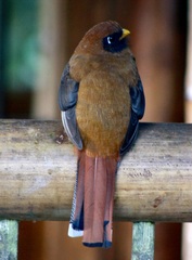 Trogon personatus