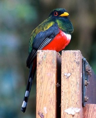 Trogon personatus