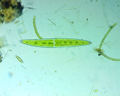 Closterium moniliferum