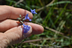 Salvia azurea
