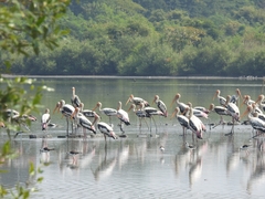 Mycteria leucocephala