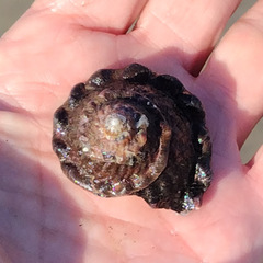 Megastraea undosa