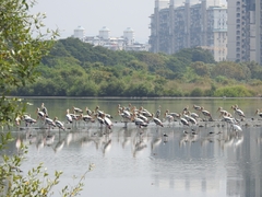 Mycteria leucocephala