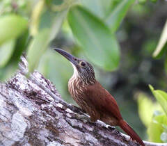 Xiphocolaptes promeropirhynchus