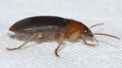 Notiobia terminata
