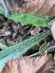 Lactuca hirsuta