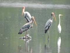 Mycteria leucocephala