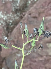 Lactuca hirsuta