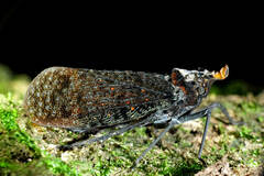 Phrictus auromaculatus