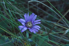 Symphyotrichum pratense