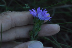 Symphyotrichum pratense