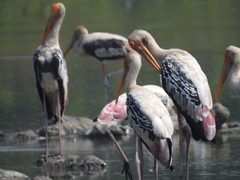 Mycteria leucocephala