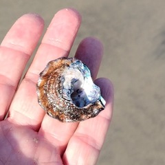 Megastraea undosa