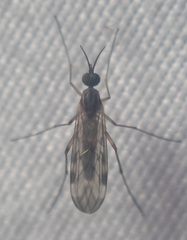 Sylvicola fenestralis
