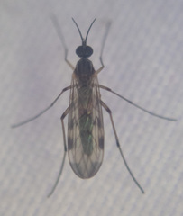 Sylvicola fenestralis