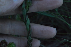 Symphyotrichum pratense