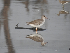 Tringa totanus