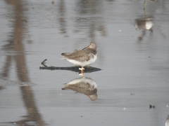 Tringa totanus