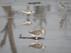 Tringa totanus