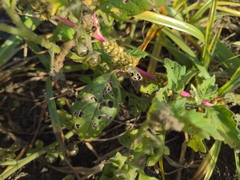 Amaranthus powellii