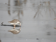 Tringa totanus