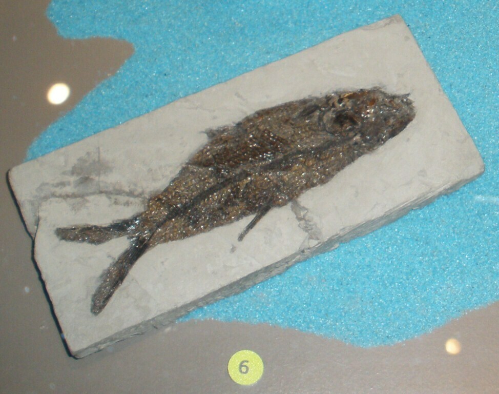 Aethalionopsis robustus