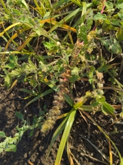 Amaranthus powellii