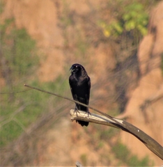 Molothrus oryzivorus