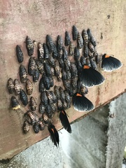 Hades noctula