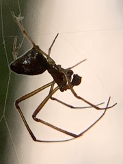 Argyrodes elevatus