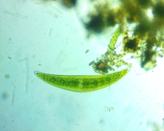 Closterium moniliferum
