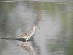 Tringa totanus