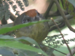 Dysithamnus stictothorax