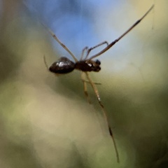 Argyrodes elevatus