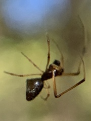 Argyrodes elevatus