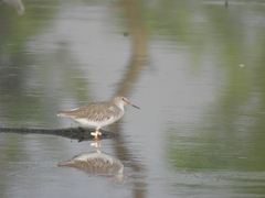 Tringa totanus